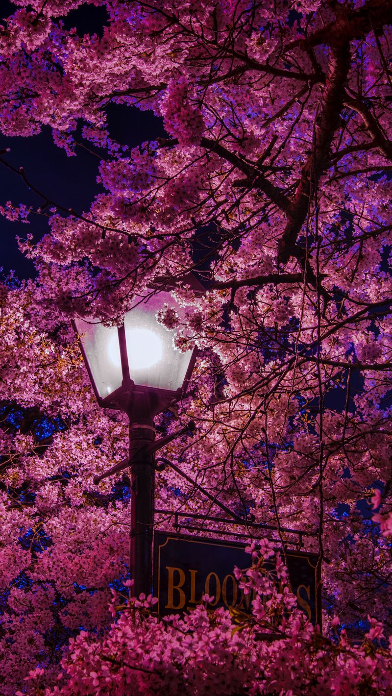 Download Wallpaper 800x1420 Sakura, Blossoms, Lantern, Night, Spring Iphone Se 5s 5c 5 For Parallax HD Background