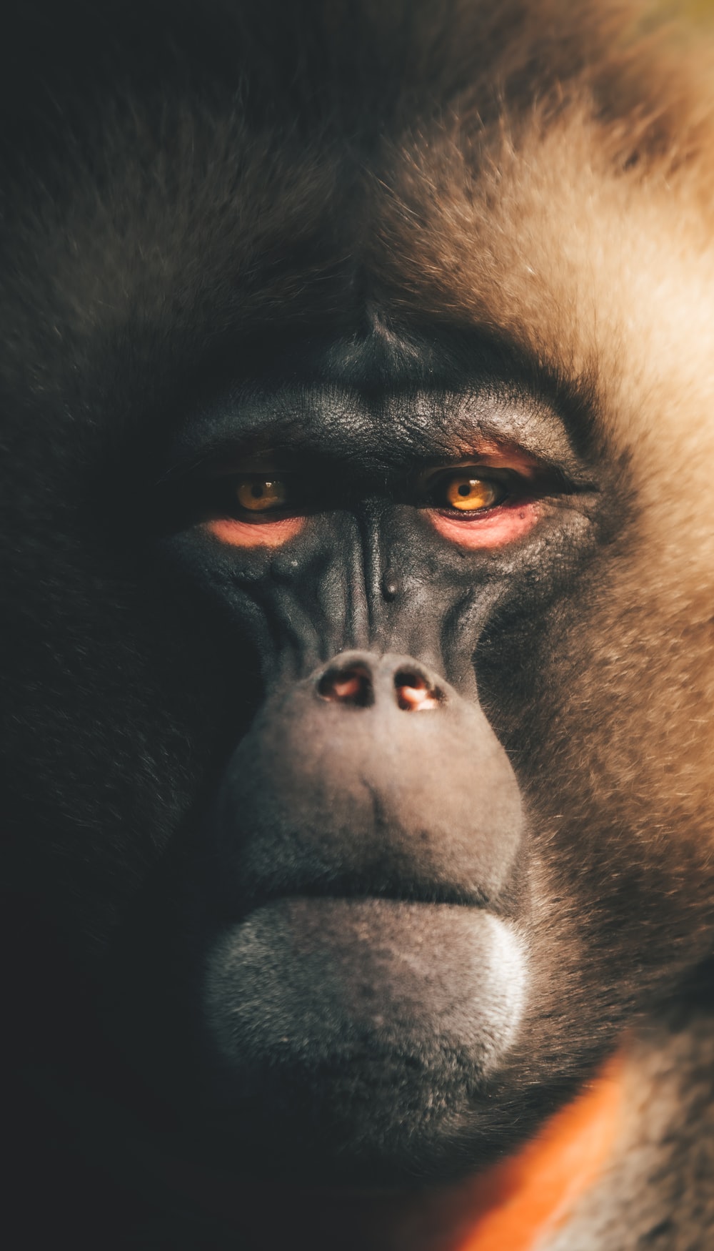 Monkey Picture [HD]. Download Free Image