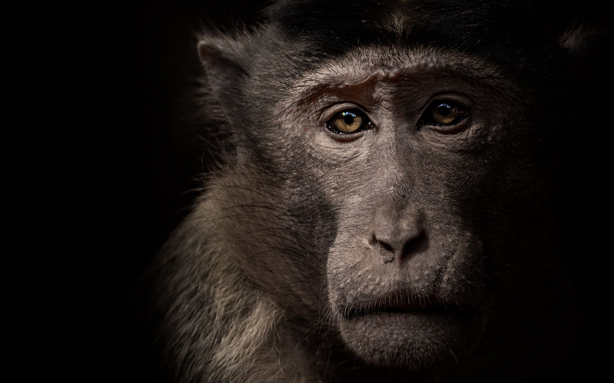 Download wallpaper 2560x1600 monkey, face, animal, black widescreen 16:10 HD background