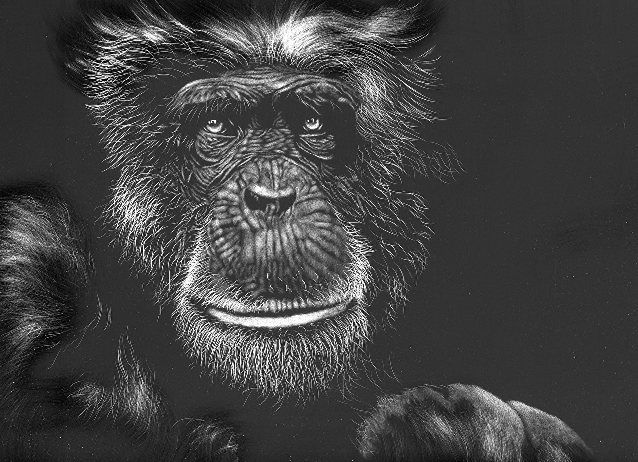 Desktop Wallpaper Monkeys Face Black and white Animals Painting Art