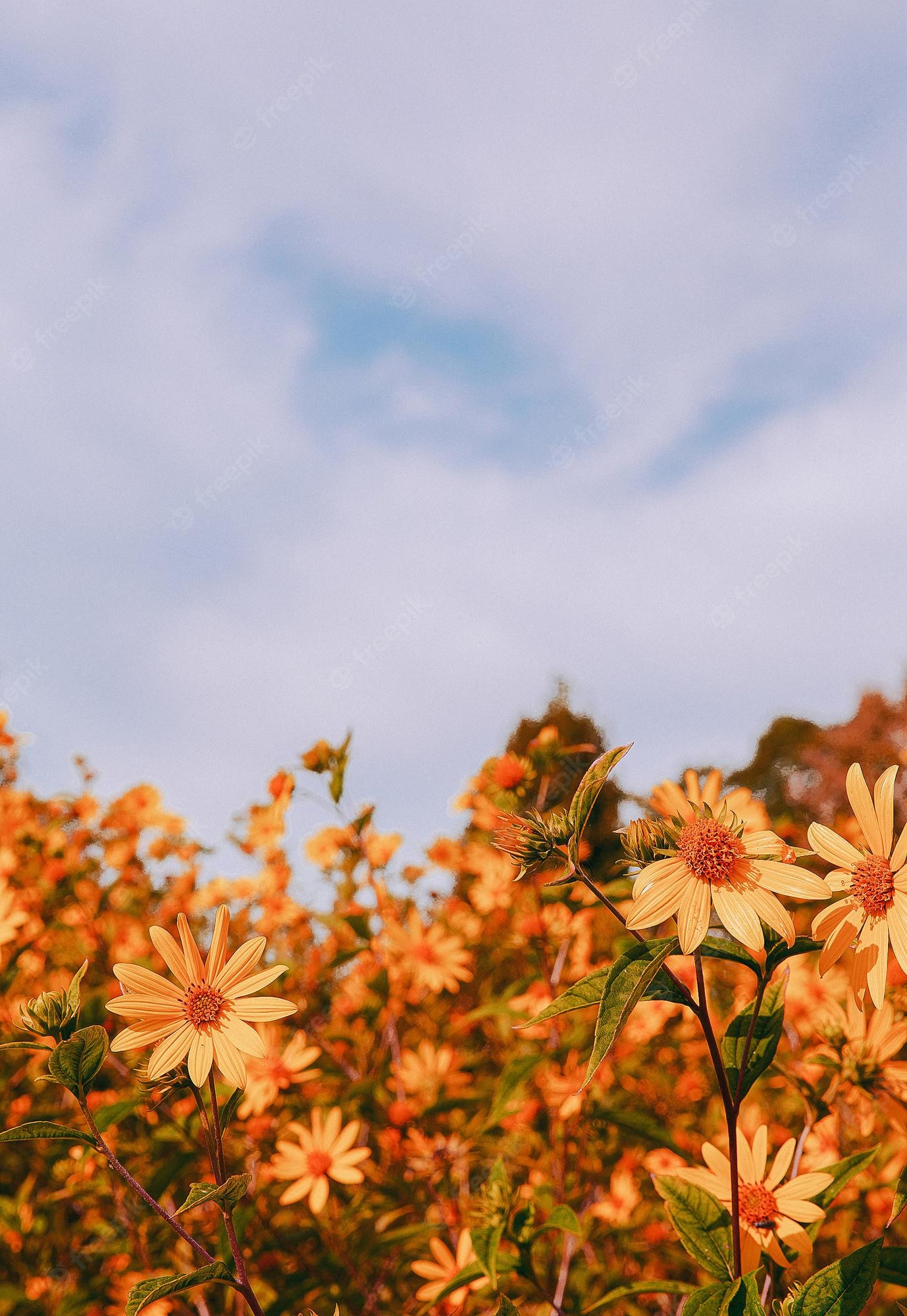 Premium Photo. Eco, nature, plant lover background. yellow flower aesthetic wallpaper. summer time concept