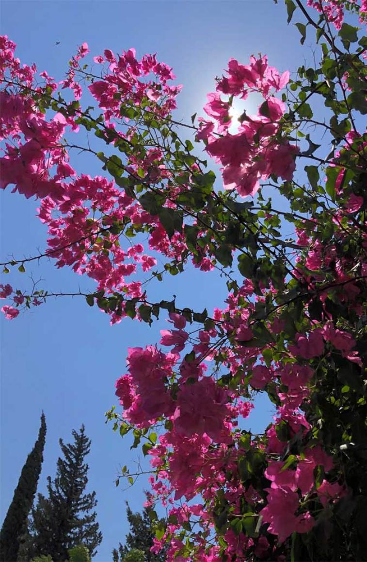 Celebrate summer with these pretty flowers Wallpaper