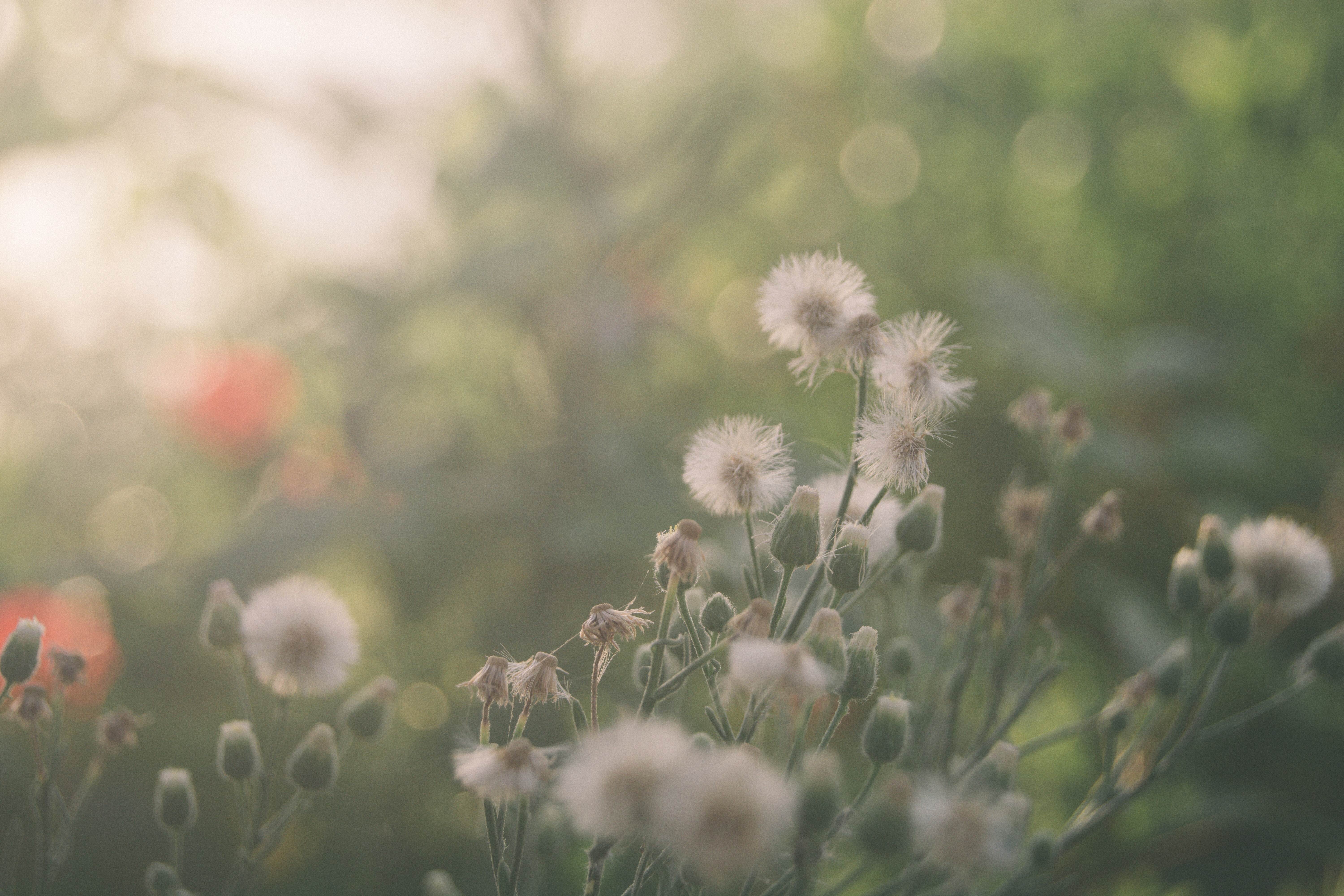 216,Best Free Summer Flower & Image · 100% Royalty Free HD Downloads