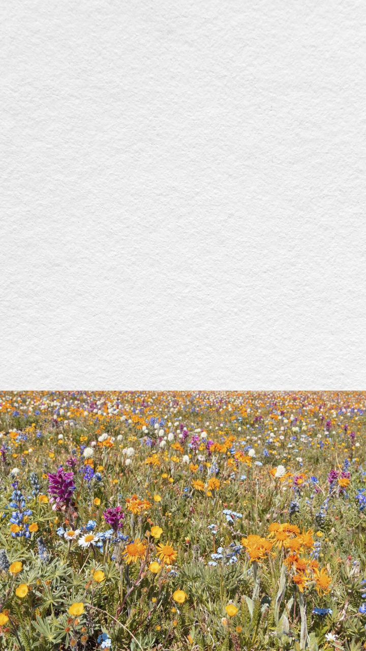Spring flower field iPhone wallpaper,. Free Photo for designer