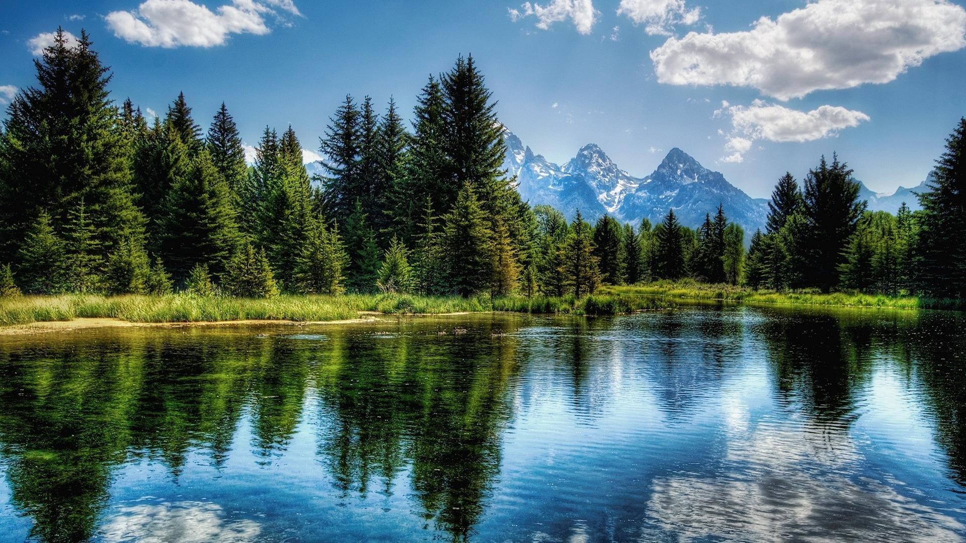 summer-lake-trees-wallpapers-wallpaper-cave