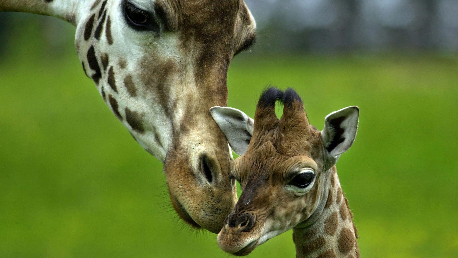 giraffe cute baby animals