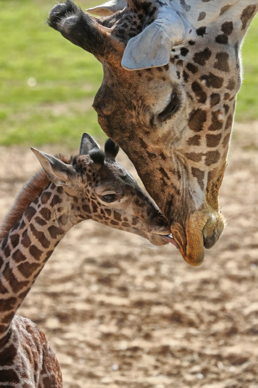 Cameron Park Zoo's baby giraffe has a name!