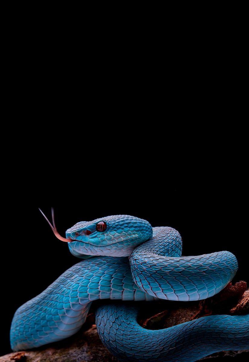 johnnybravo20: “ Blue Pit Viper (by Davidyct)”. Snake wallpaper, Snake, Blue pits