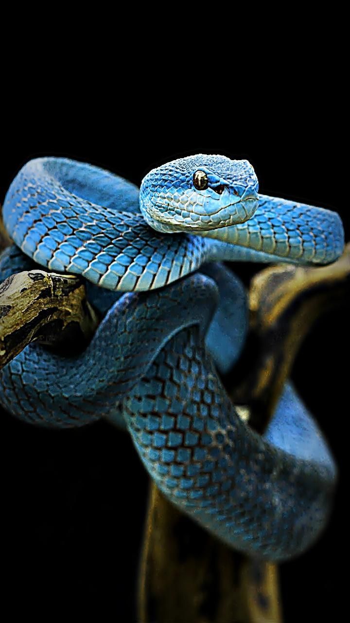Download blue snake Wallpaper by susbulut now. Browse mi. #blackwallpaper #b. Snake wallpaper, Beautiful snakes, Animal photography