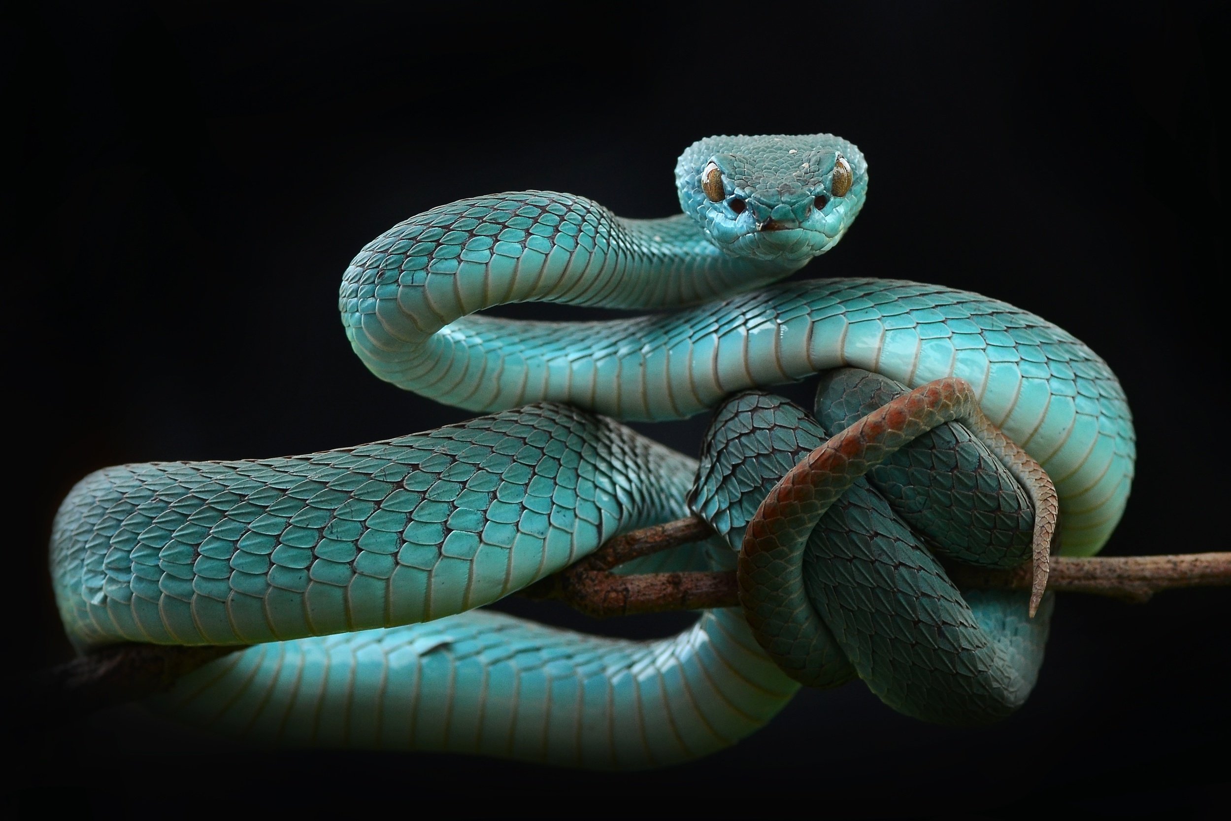Pit Viper HD Wallpaper and Background