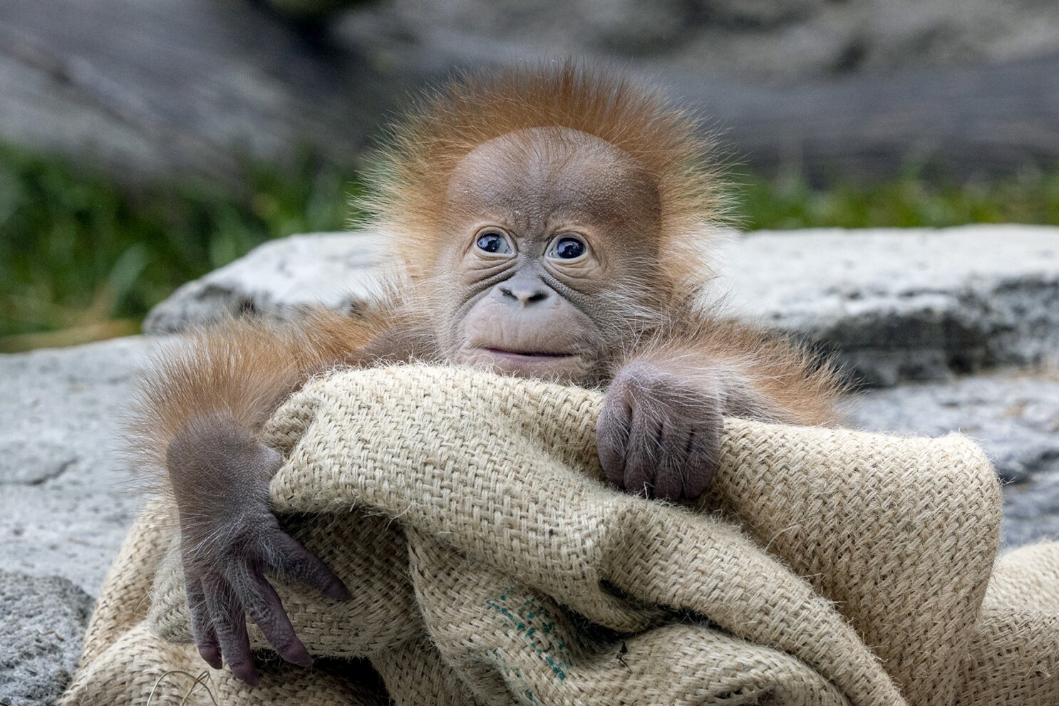 Column: Zoo Birth Boosts Population Of Critically Endangered Orangutans San Diego Union Tribune