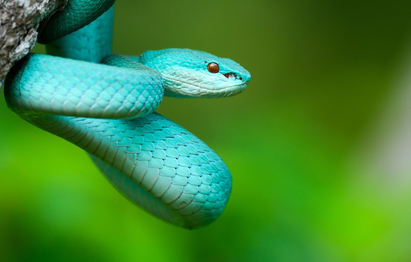Photo Wallpaper Nature, Snake, Costa Rica Pit Viper Snake