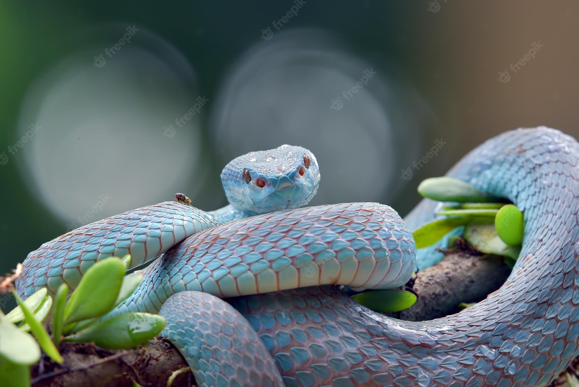 Blue Snake Skin Image. Free Vectors, & PSD