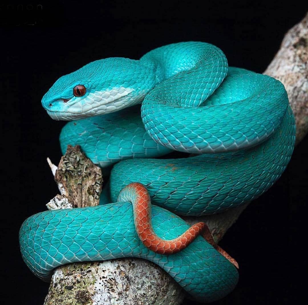 ANIMALS ON LAND on Instagram: “Lesser Sunda Pit Viper Photo by:. .. . #animalsonland #naturephotograph. Pit viper, Cute reptiles, Pet snake