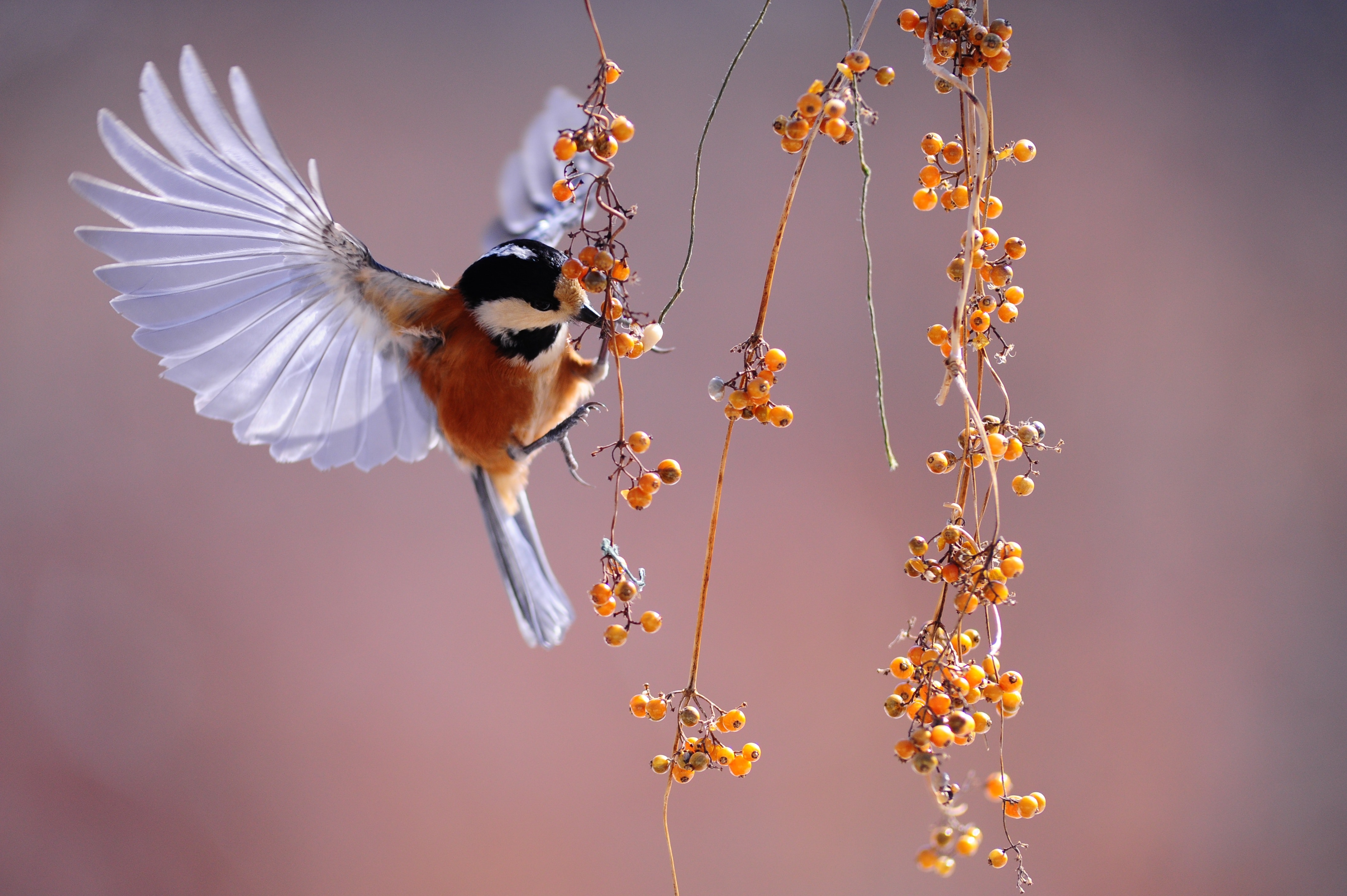 Wallpapers with animals and birds –