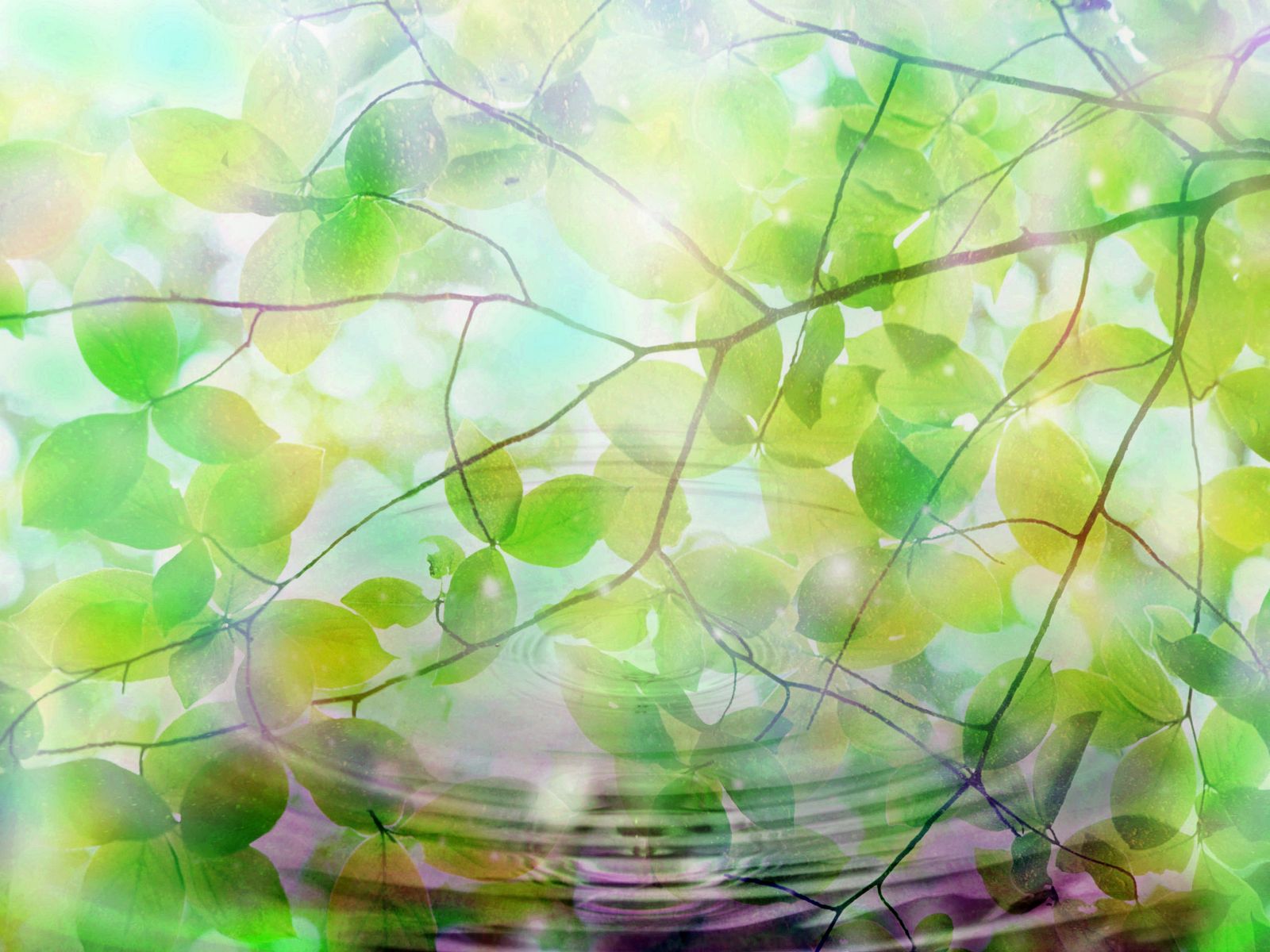 Close Up Wallpaper and Background Imagex1080