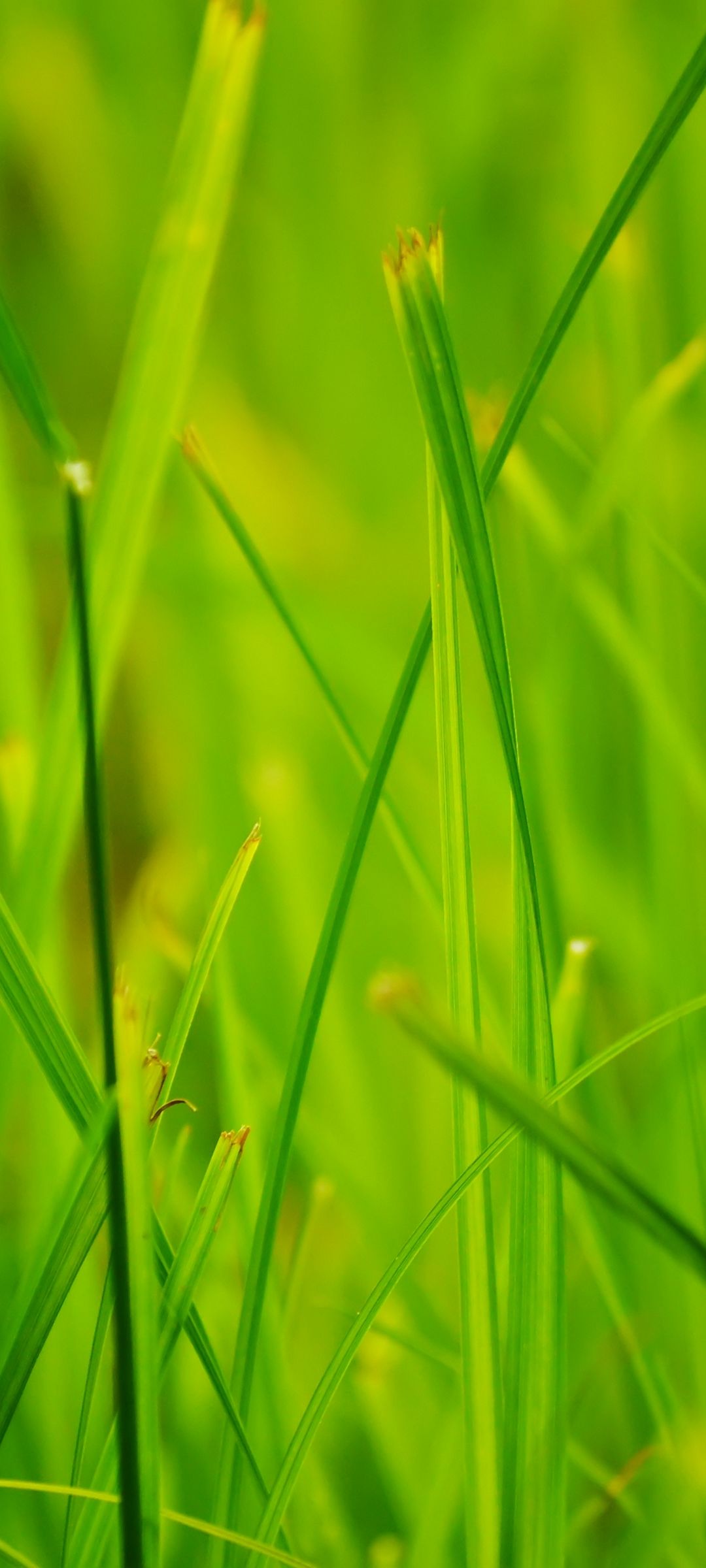 Grass Summer Nature Close Up [1080x2400]