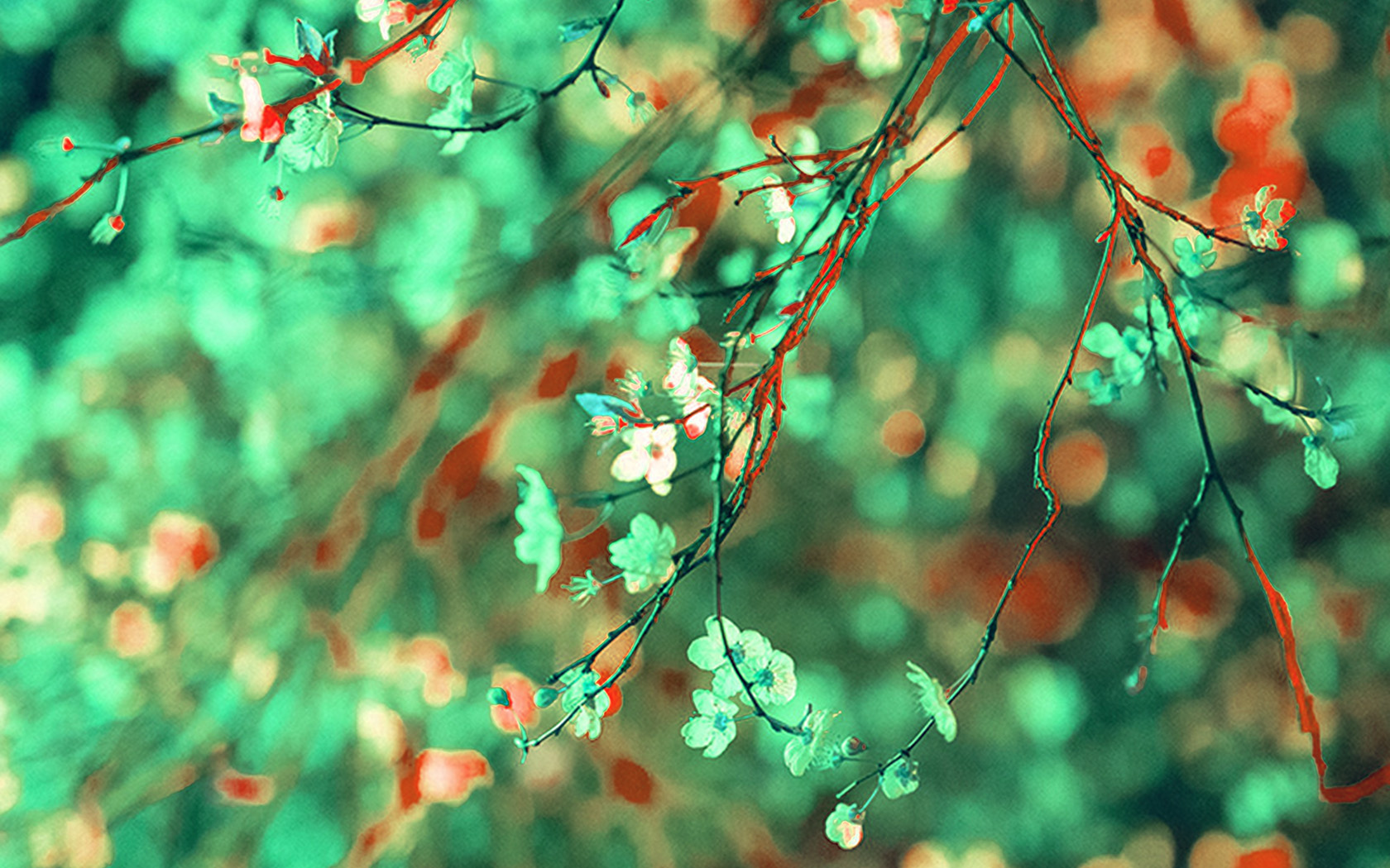 Art Flower Green Light Cherry Blossom Spring Wallpaper