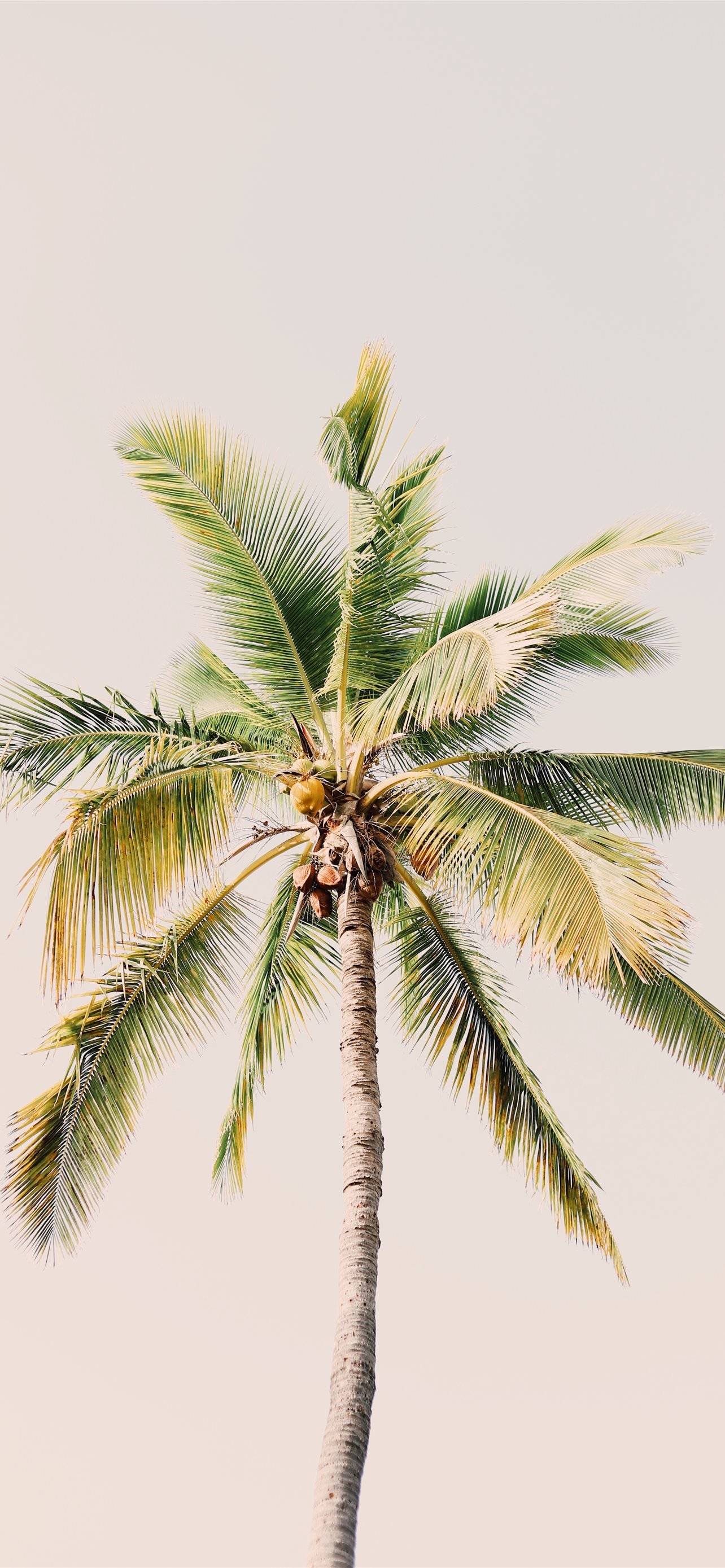 Aesthetic Summer PFP Wallpapers - Wallpaper Cave