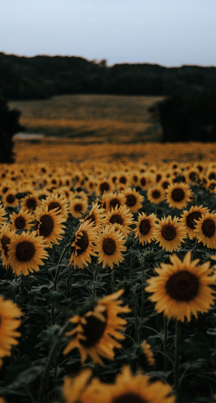 Beautiful field of sunflowers Wallpaper