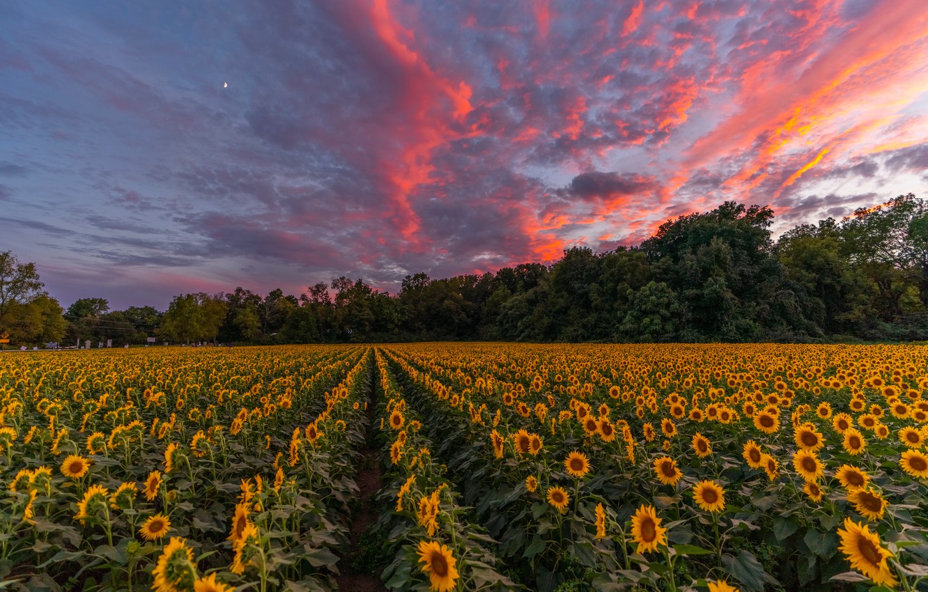 Wallpaper field, summer, sunflowers image for desktop, section пейзажи