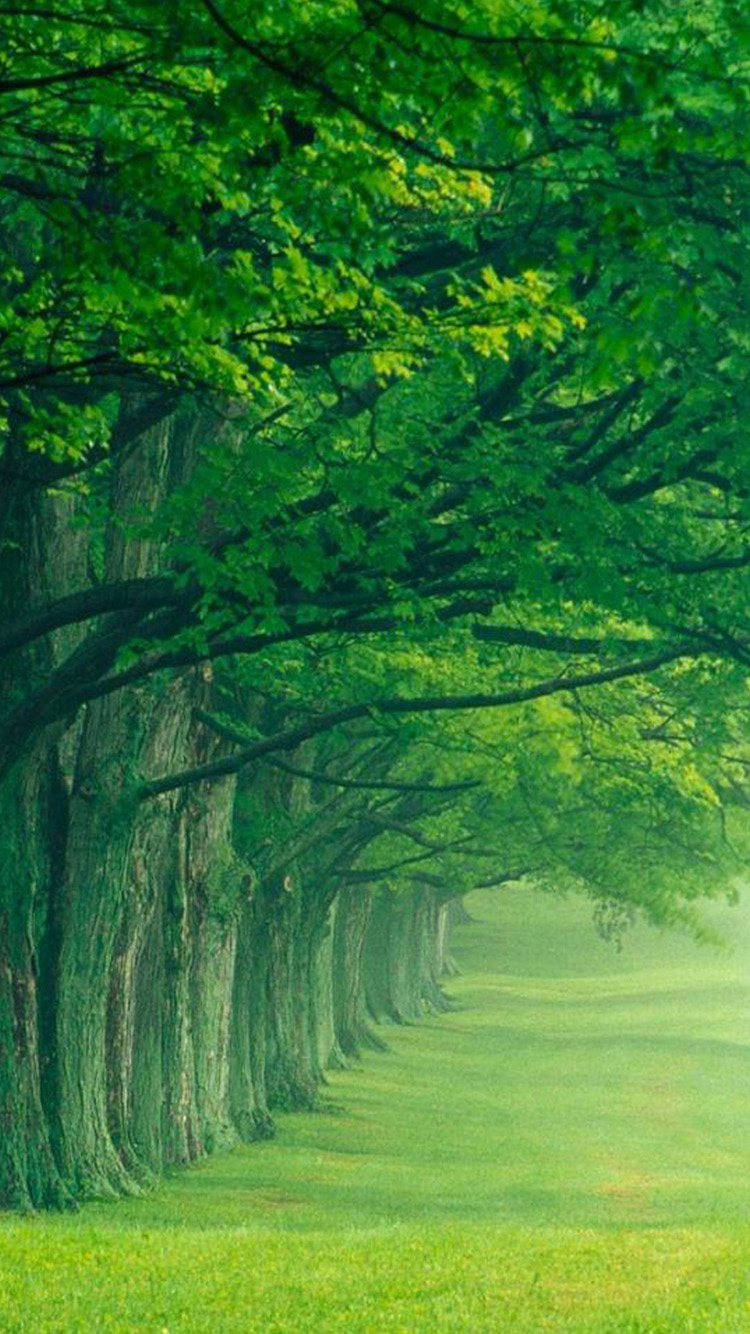 Free download Lush Summer iPhone 6 Wallpaper HD iPhone 6 Wallpaper [750x1334] for your Desktop, Mobile & Tablet. Explore Summer Wallpaper Background for iPhones. Cute Wallpaper Background for iPhone
