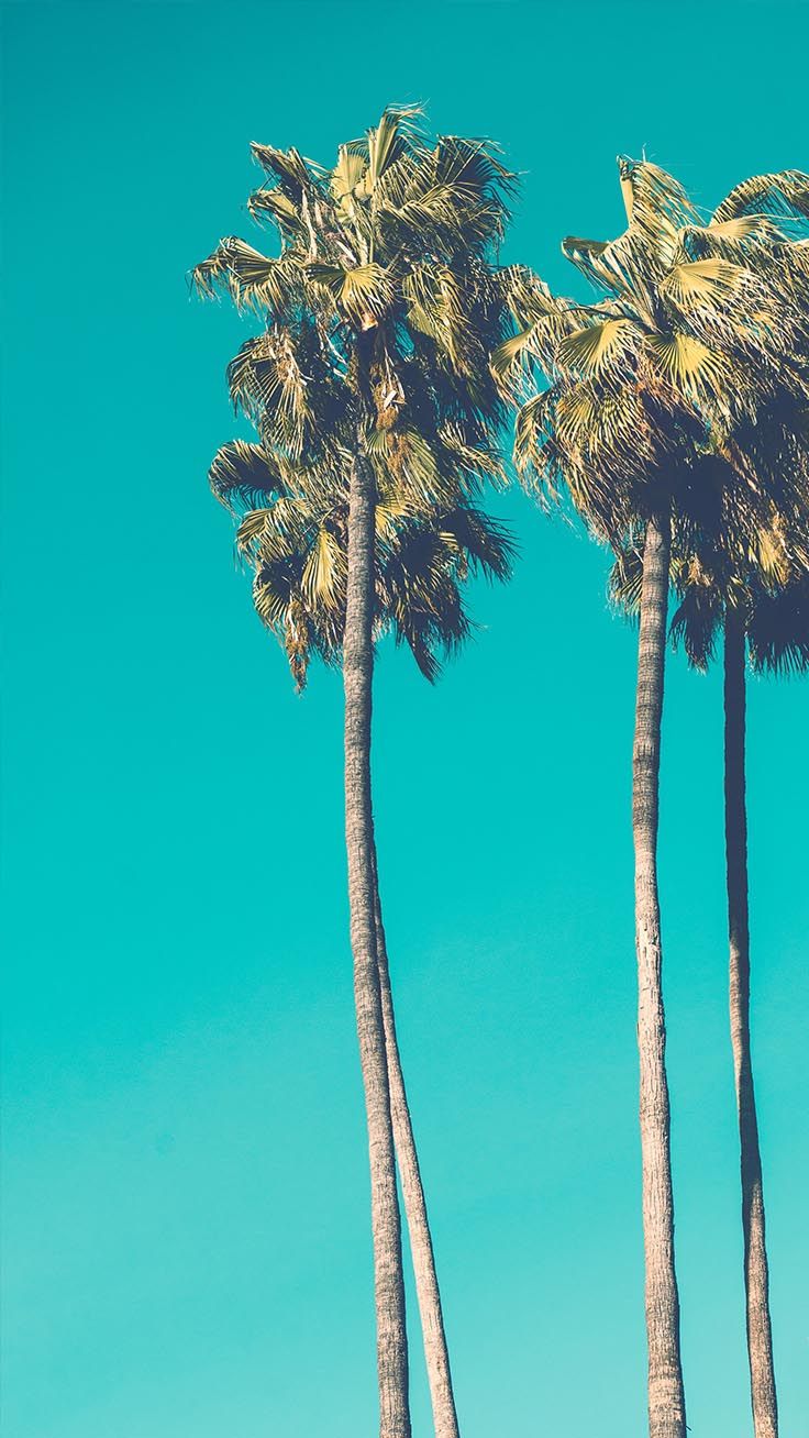 Let's go Coconuts! Enjoy 10 Tropical iPhone Wallpaper!. Palm trees wallpaper, Tree wallpaper iphone, Palm tree iphone wallpaper