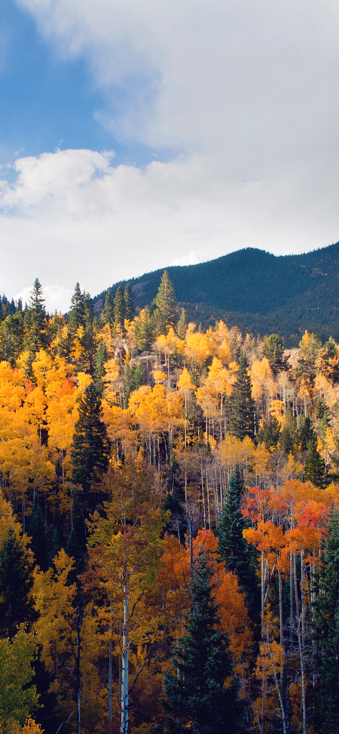 fall nature mountain wood forest tree sky summer