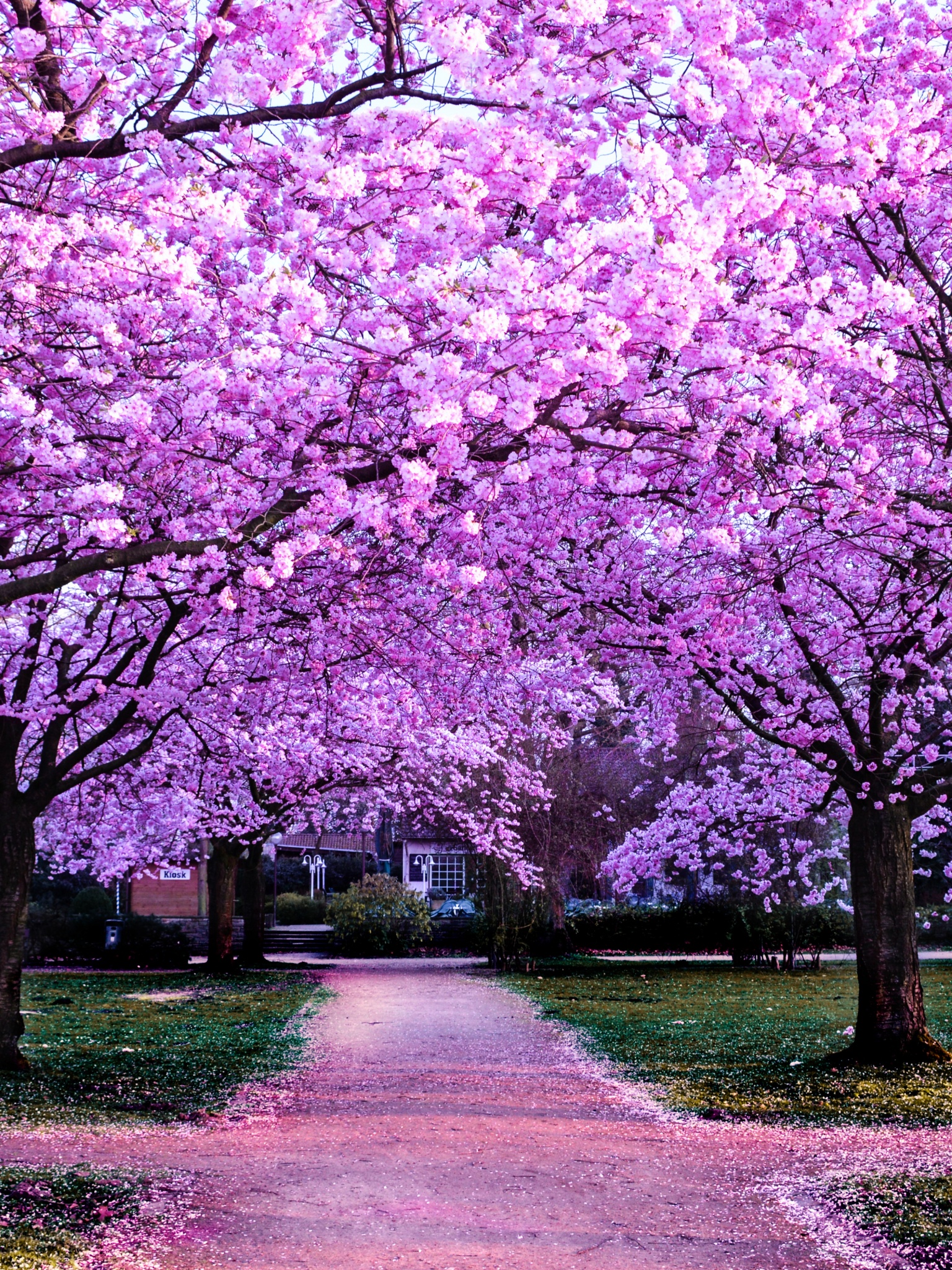 Cherry Blossom Trees Wallpaper 4K, Purple Flowers, Pathway, Park, Floral, Colorful, Nature