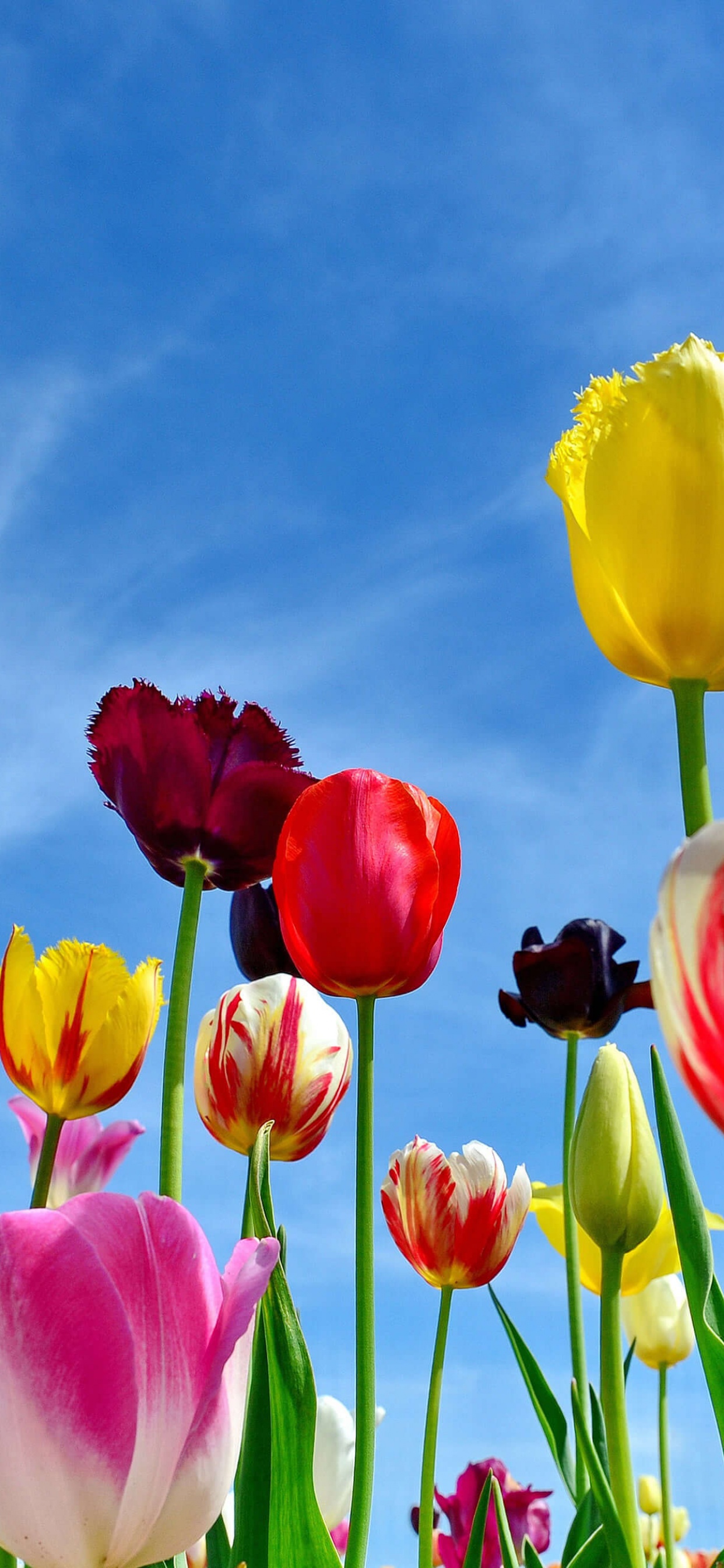 Tulips Wallpaper 4K, Colorful flowers, Blue Sky, Spring, 5K, Flowers