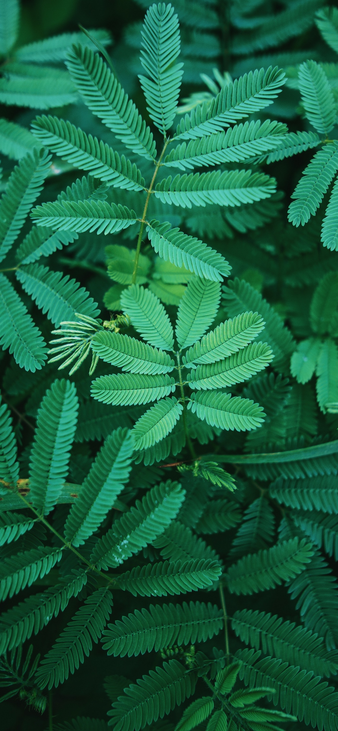 Leaves Wallpaper 4K, Green, Spring, 5K, Nature