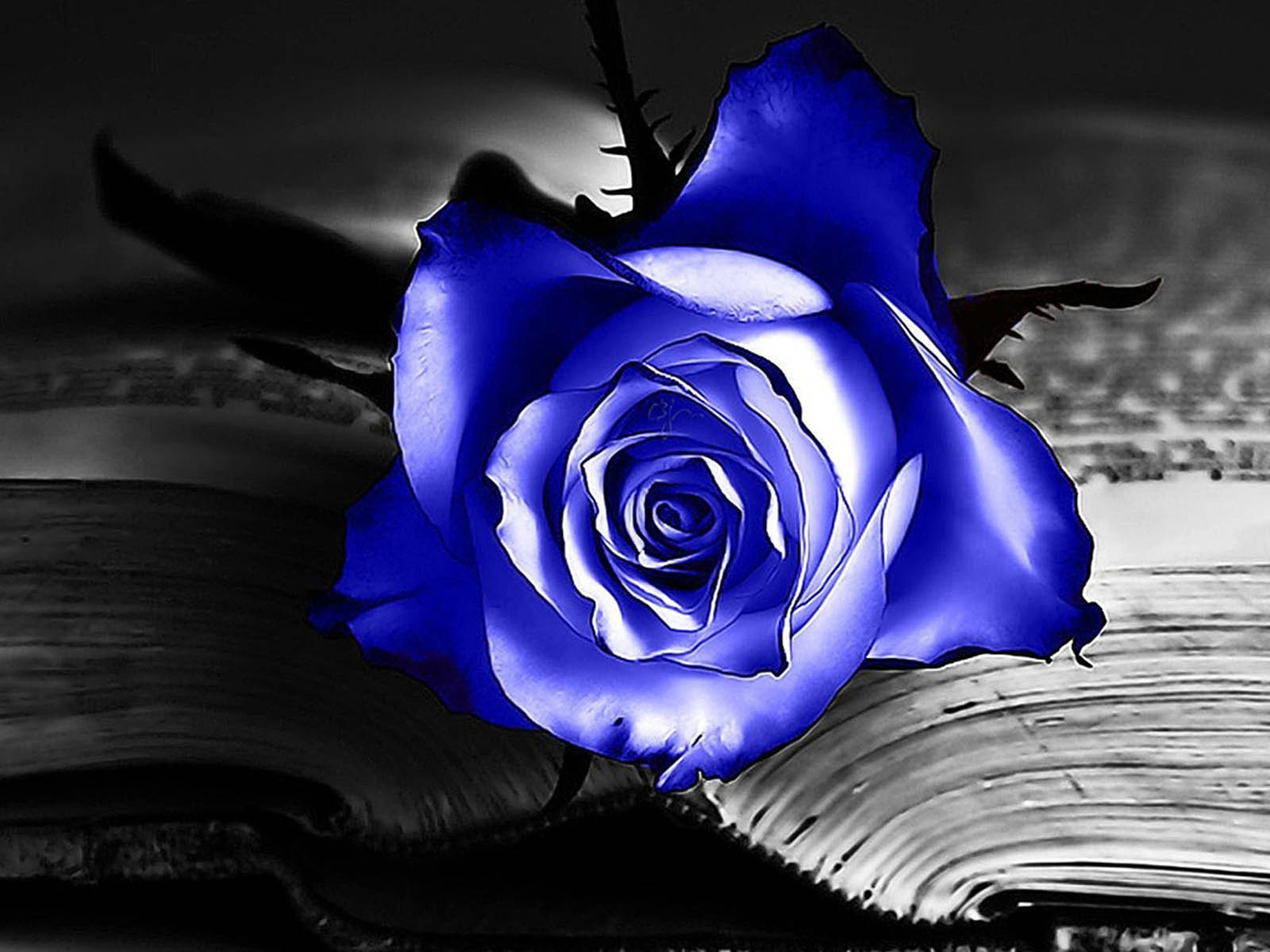 Blue Roses Wallpaper Image