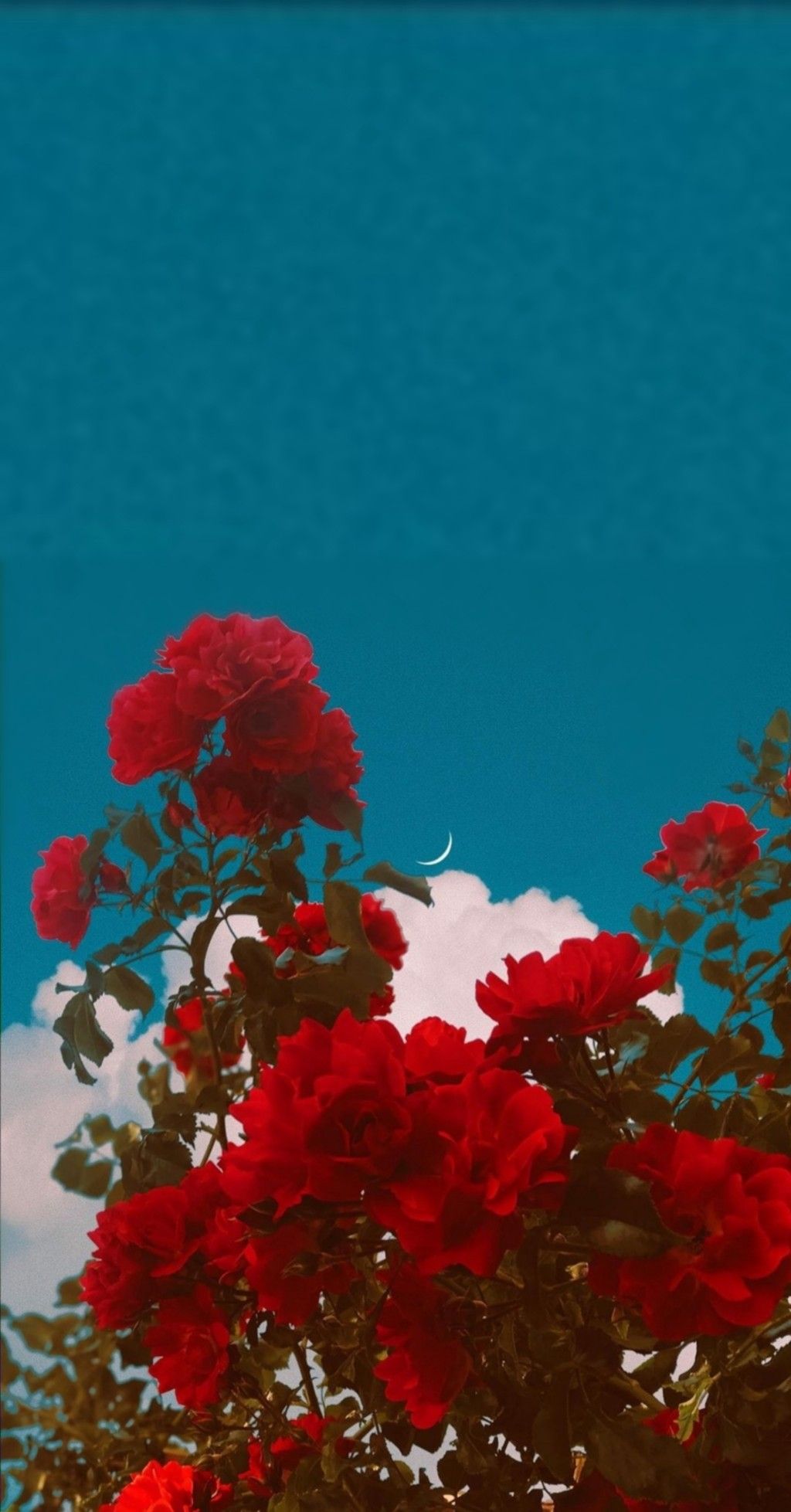 Red Roses and Blue sky. Rosas vermelhas escuras, Wallpaper florido, para iphone