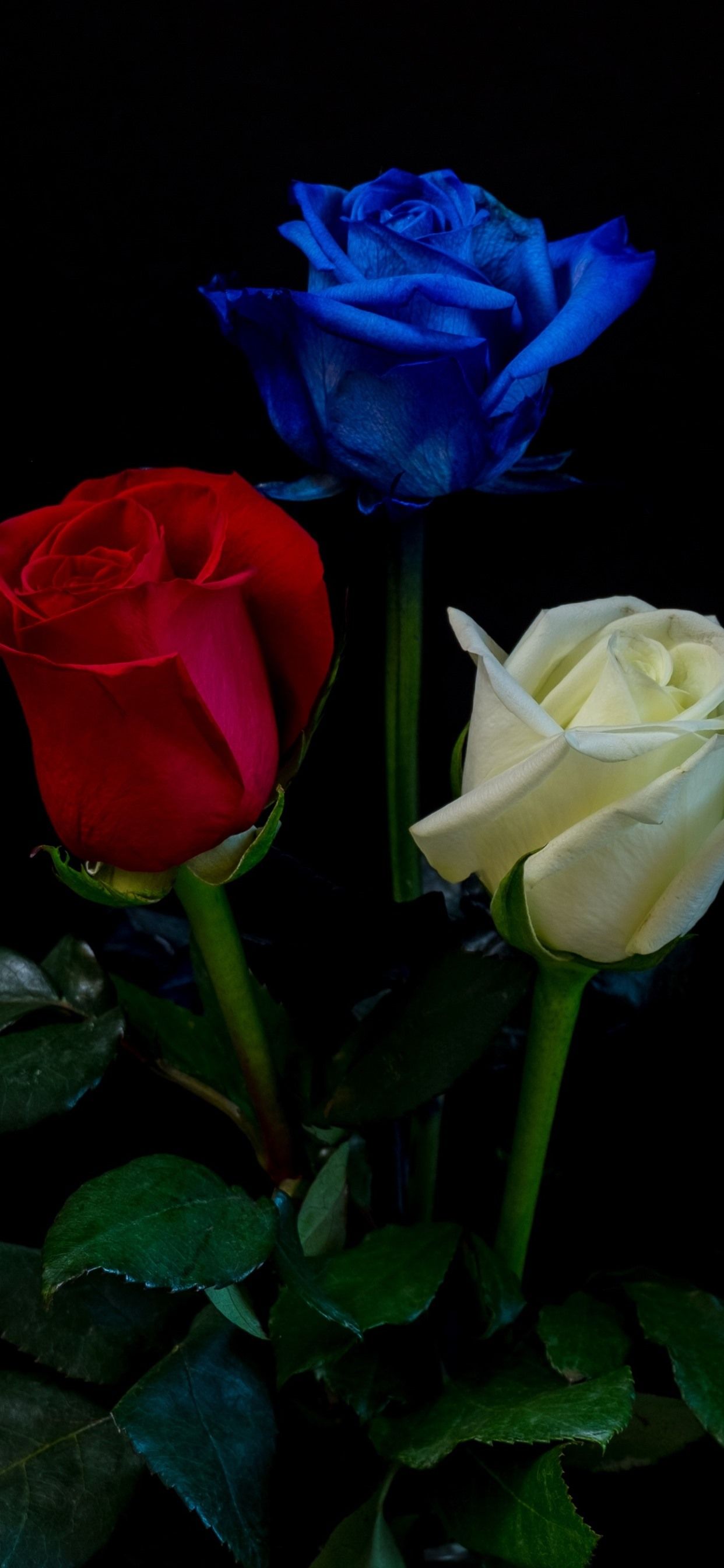 Blue And Red Rose Wallpapers - Wallpaper Cave