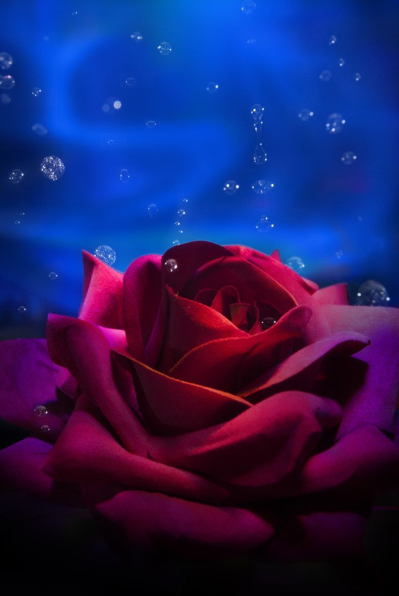 Blue and Pink Rose Wallpaper Free Blue and Pink Rose Background