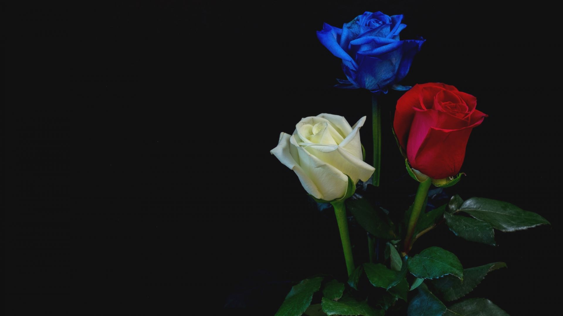Desktop Wallpaper Blue, Red, White Roses, Flowers, HD Image, Picture, Background, C33a1b