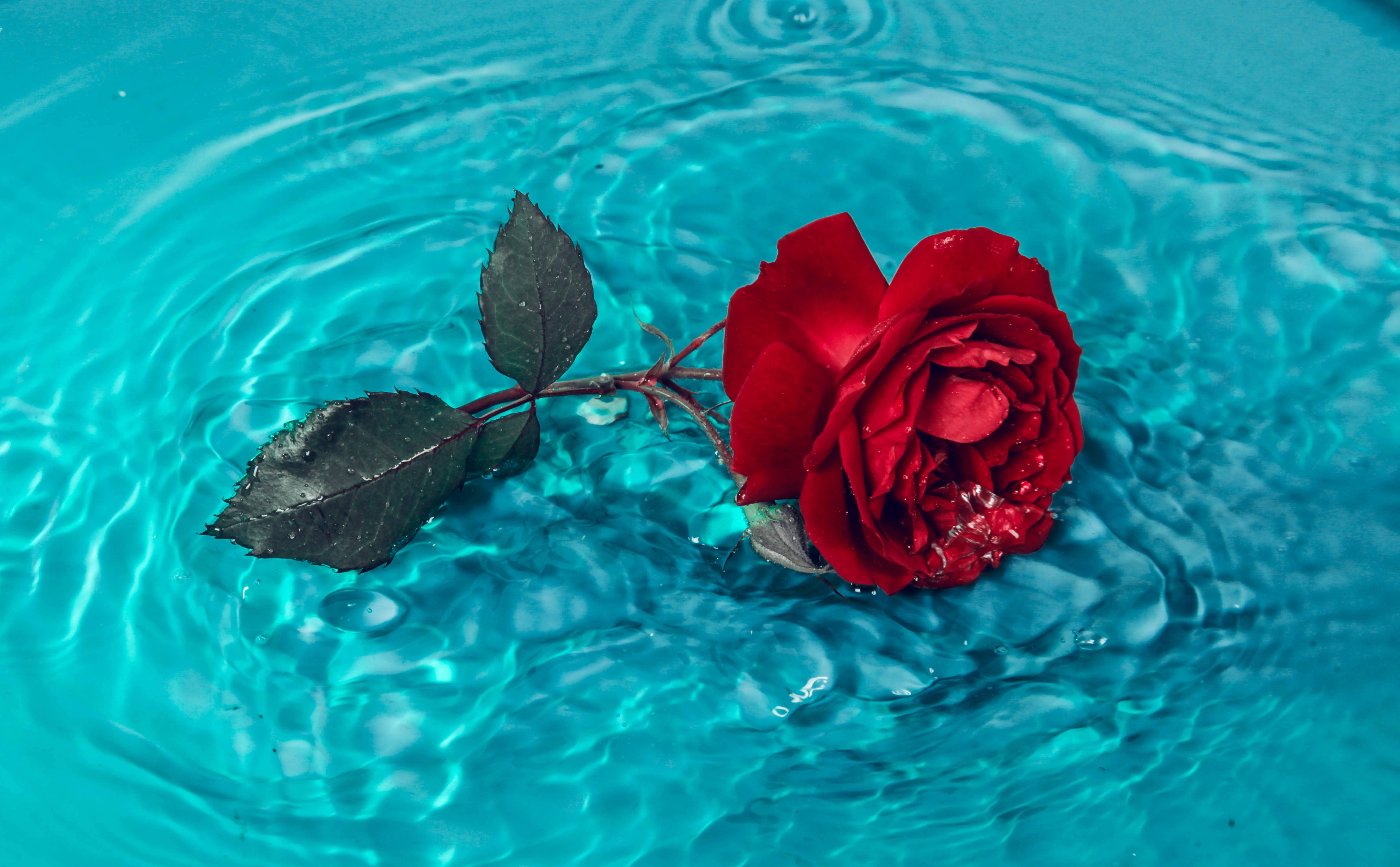 Red Rose on Blue Water · Free