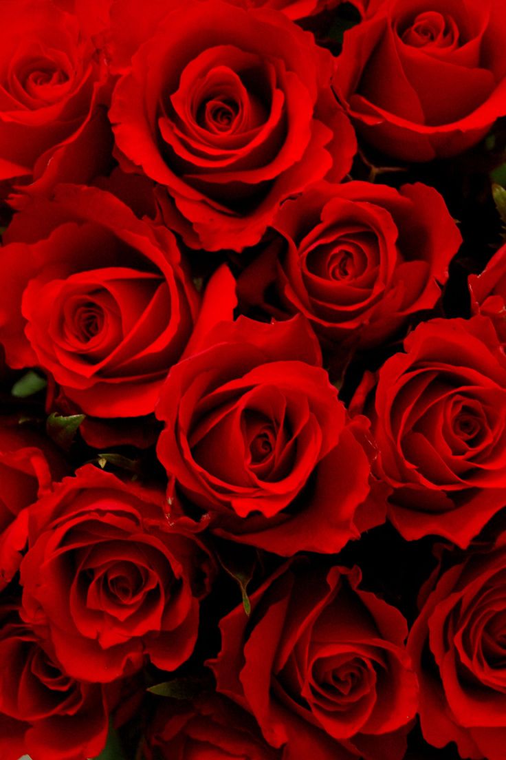 Blue And Red Rose Wallpapers - Wallpaper Cave