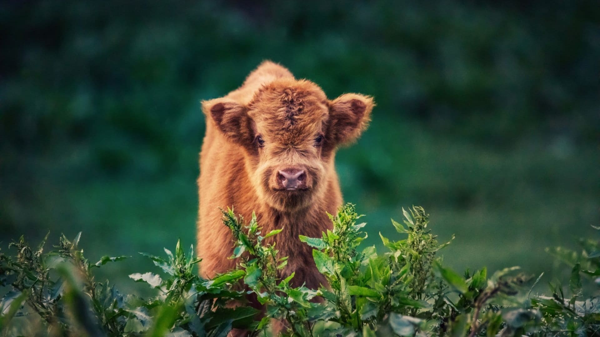 Cow Wallpaper Best Cow Background Download