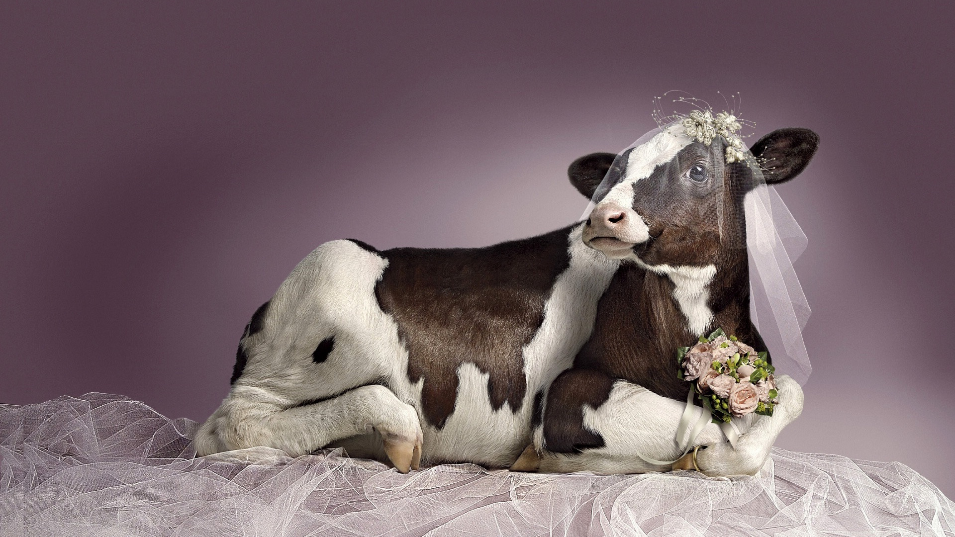 Корова невеста