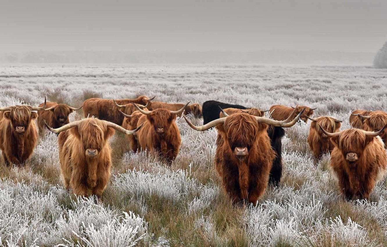 Highland Cattle Best Wallpaper 76678