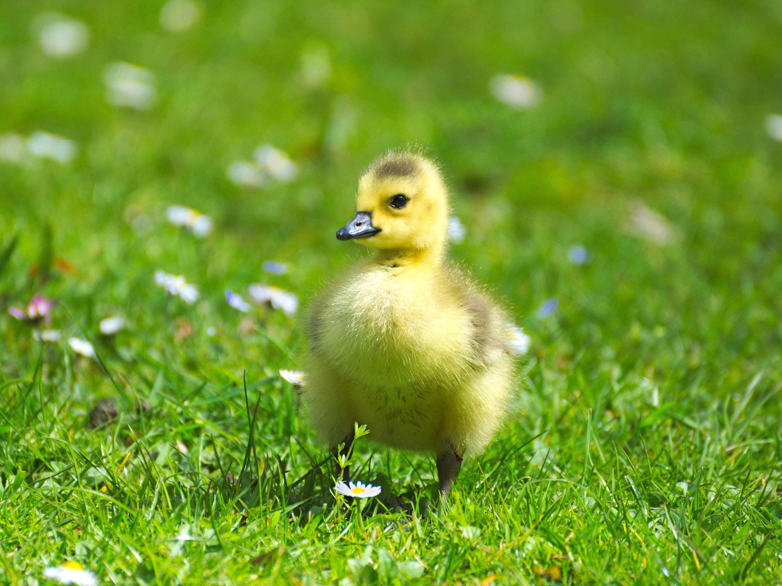 Fluffy Baby Goose Wallpaper, Android & Desktop Background