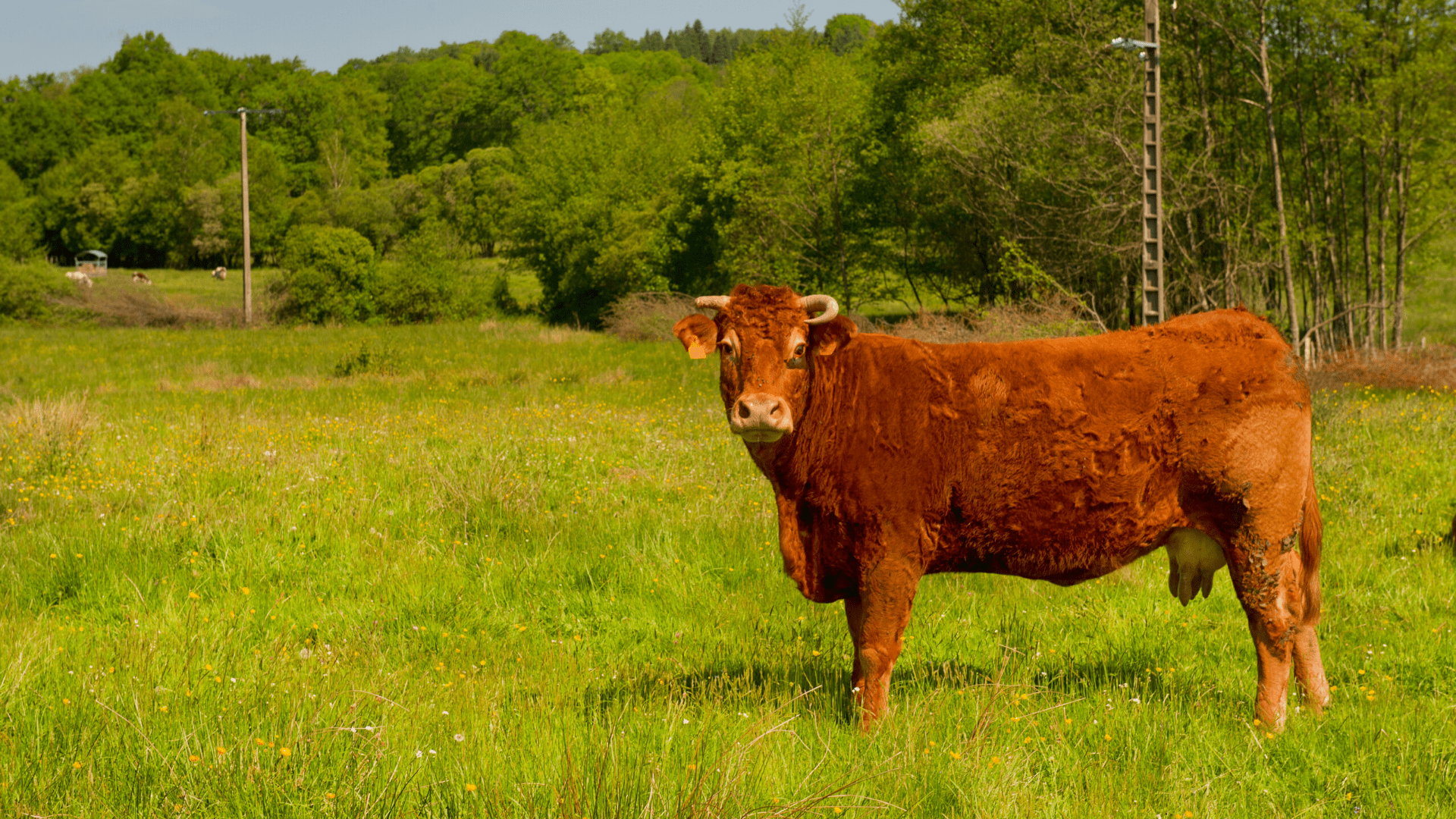 Cow wallpaper HD Free cow background