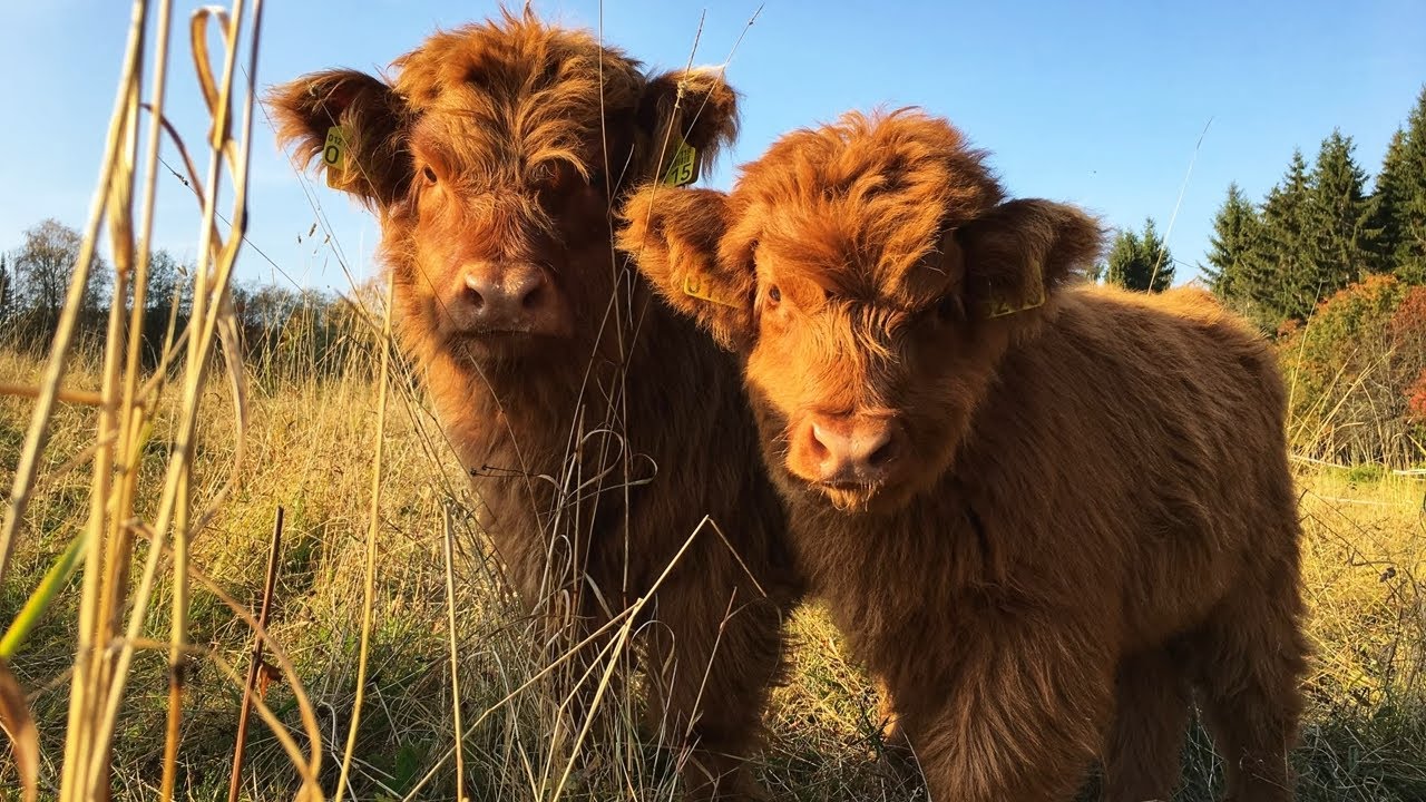 Scottish Highland Cattle In Finland: Fluffy cows and autumn colors begin. Fluffy cows, Highland cattle, Scottish highland cow