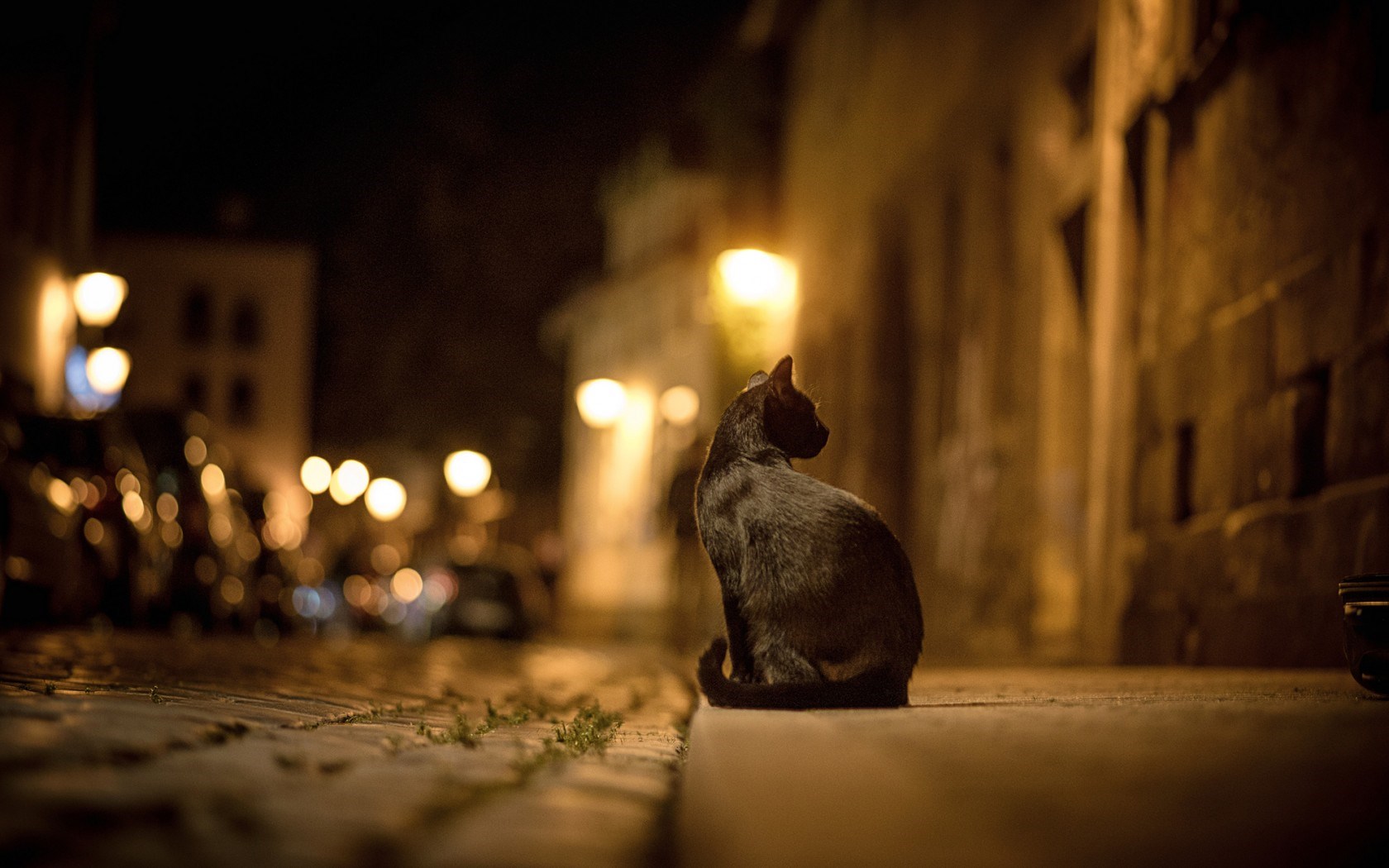 Free download black cat night street light blur wallpaper [1680x1050] for your Desktop, Mobile & Tablet. Explore Street Wallpaper HD Night City. City Street Background, City Night Wallpaper, City