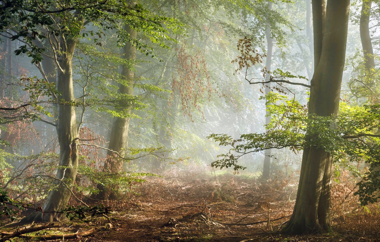 Wallpaper forest, England, morning, haze, Derbyshire, Peak District image for desktop, section природа