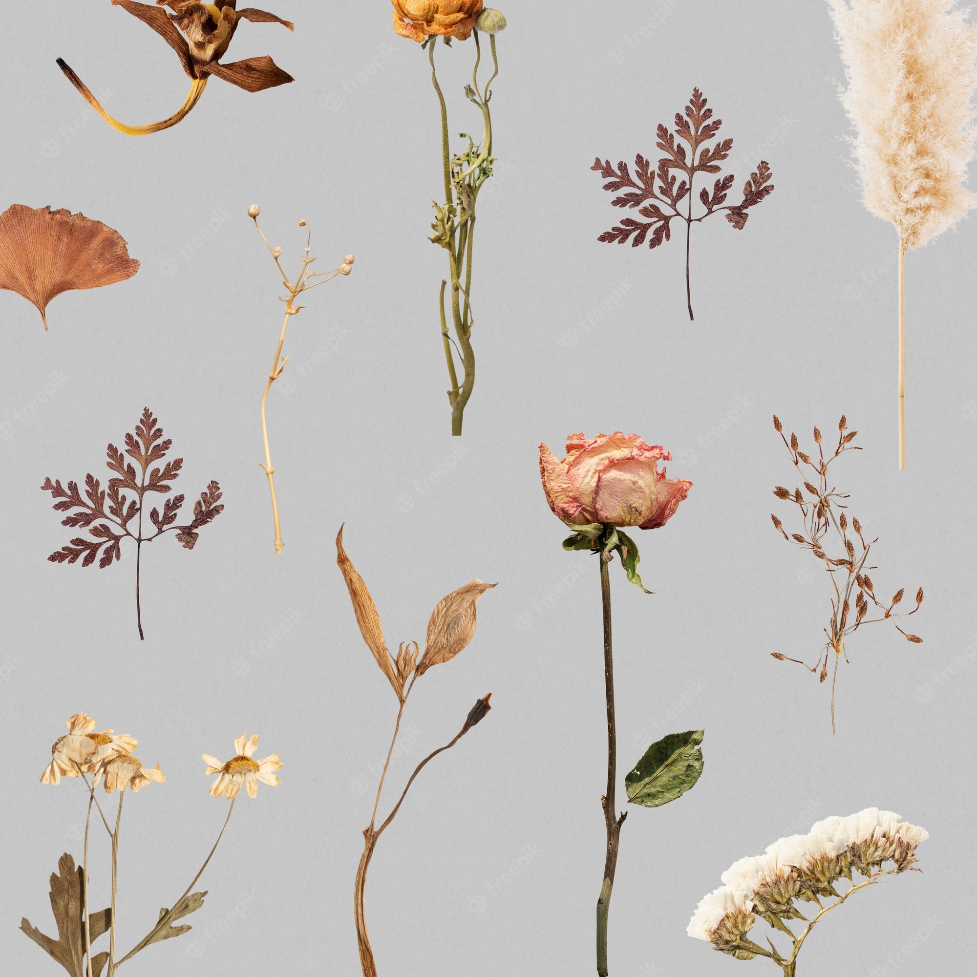 Dried Flowers Image. Free Vectors, & PSD