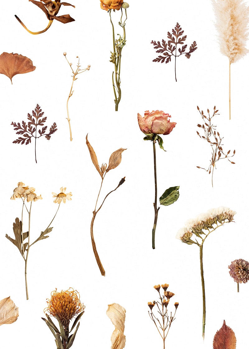 Dried Flower Image. Free HD Background, PNGs, Vector Graphics, Illustrations