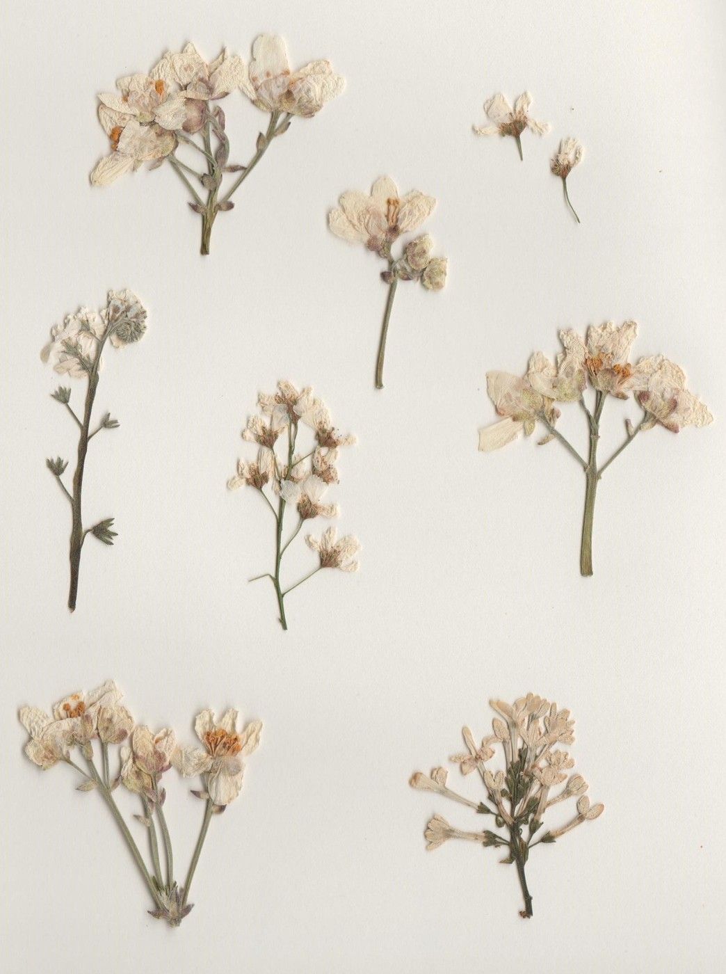 Pressed Flowers Wallpaper Free Pressed Flowers Background