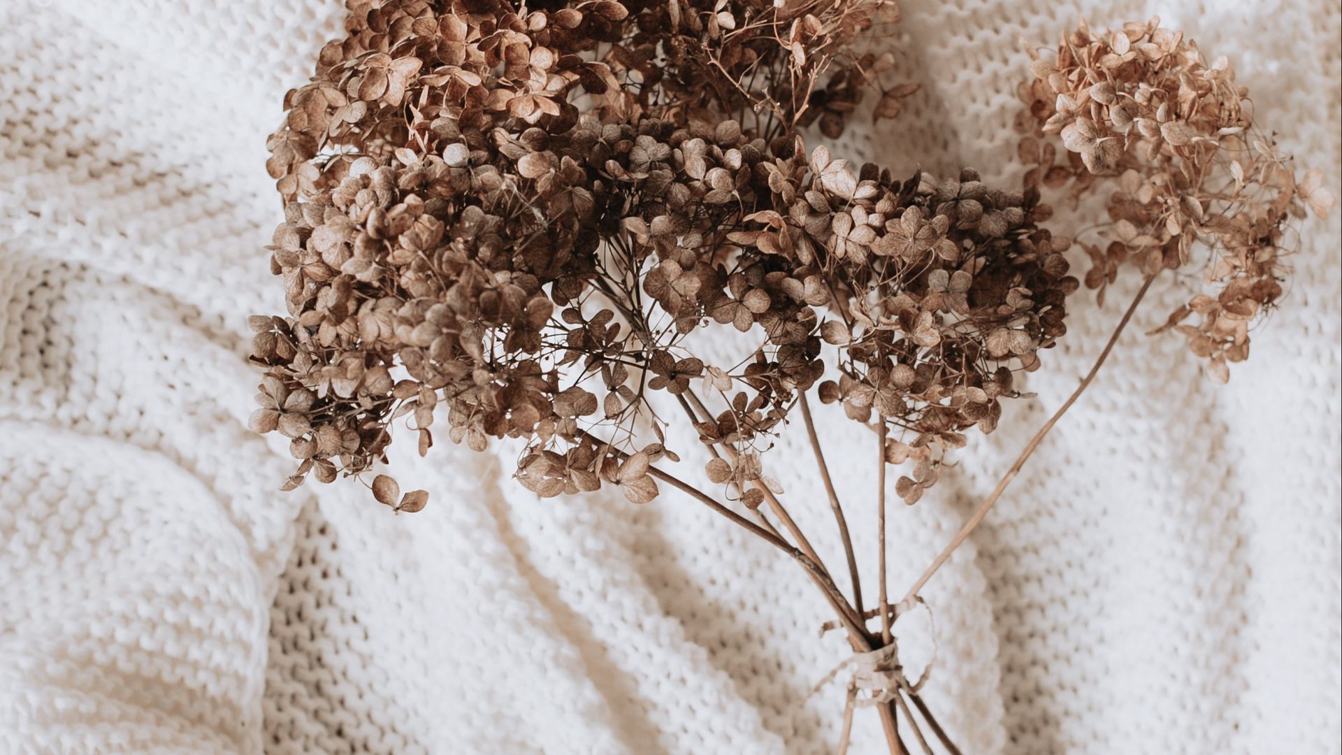 Download wallpaper 1920x1080 hydrangea, dried flowers, flowers, clothes, white full hd, hdtv, fhd, 1080p HD background